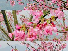 -广州市白云山风景名胜区