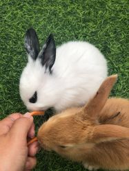 -萌宠亲子动物乐园(槐房万达店)