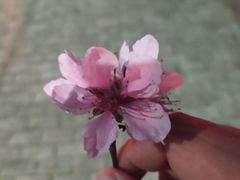 -东南大学(九龙湖校区)