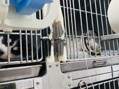 -瑞派雷欧宠物医院·中兽医·眼科·急重症转诊中心(黄台店)