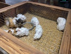 -酷嗒动物文化乐园(cutezoo西溪乐天城店)