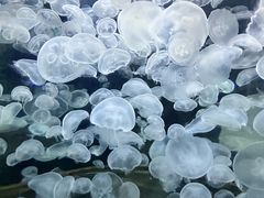 -绿色星球动物主题公园