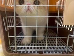 -凯特喵百思猫专科医院