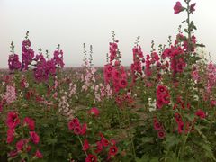 -天津东丽湖风景区