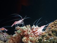 -暹罗海洋世界