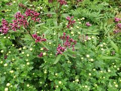 -江西阳明山国家森林公园