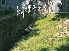 -都江堰中华大熊猫苑