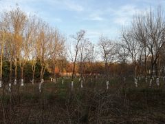 -大兴滨河森林公园