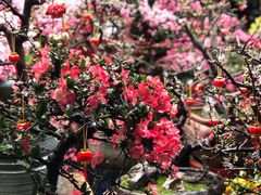 -双季花艺园艺市场(浦东店)