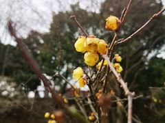 -无锡梅园公园