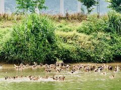 -清远鱼水旅游风景度假区
