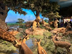 -国家自然博物馆