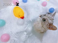 -佐罗家宠物馆·猫文化馆(紫霞路店)