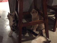 -咖法森林·咖啡  酒吧(天河店)