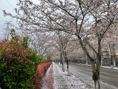 -高东镇樱花园