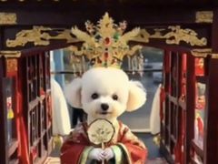 -艾贝尔宠物医院 ·内科全科(梁溪路店)