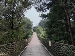 -铁山坪森林公园