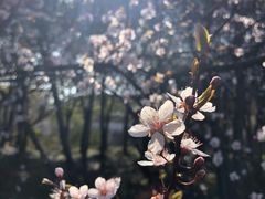 -顾村公园