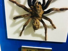 -上海昆虫博物馆