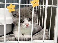 -翊宠yipet猫狗购宠庄园犬舍•猫舍