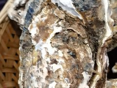 -蚝堡海鲜·威海菜·海肠捞饭·烧烤·亚洲吃蚝公司(幸福门店)