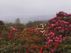 -贵州百里杜鹃风景名胜区