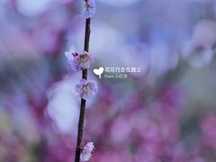 -香雪海