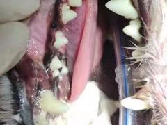 -宠颐生猫科·内科皮肤科(西平世纪城店)