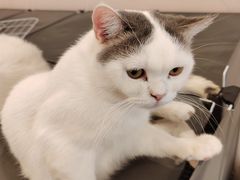 -猫咪派对(江南西店)