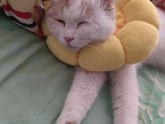 -中农大我爱我爱动物医院·核磁CT·猫病·24小时夜诊中心(石佛营店)