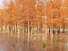 -白鹭湾湿地公园