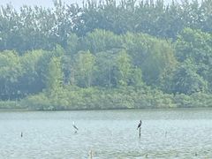 -翠湖国家城市湿地公园