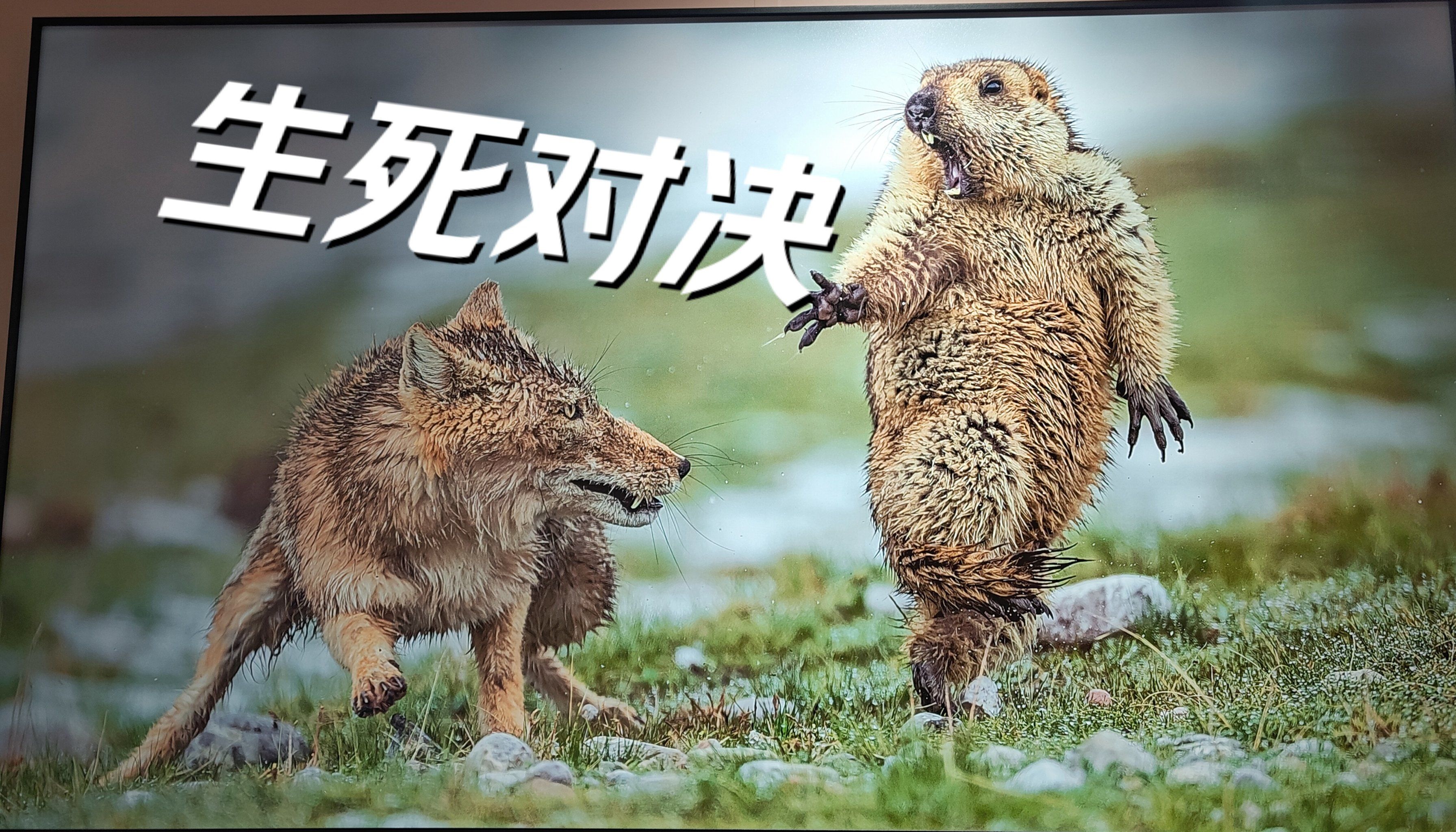 爆火的土拨鼠表情包竟源自于此!