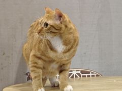 -楼上猫咖(罗湖店)