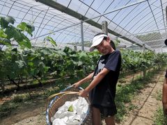 -马陆小张葡萄园农家乐