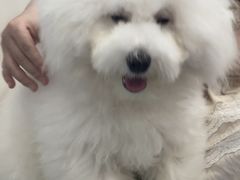 -博特宠物医院24h犬猫全科.骨科·异宠