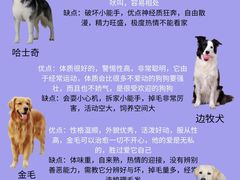 -翊宠yipet猫狗购宠庄园犬舍•猫舍