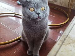 -Catmate·猫肥家润(金润铂宫店)
