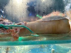 -1718海鲜姿造(苏宁宴请臻选店)