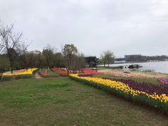 -杭州湾海上花田景区