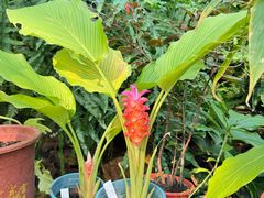 -国家植物园南园