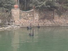 -芭东小镇温泉