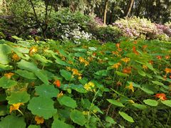 -南山植物园