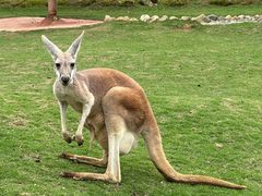 -泉州海丝野生动物世界