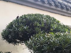 -重庆园博园