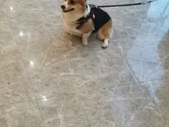 -佳雯宠物医院·皮肤科·内外科(春晓路分院)