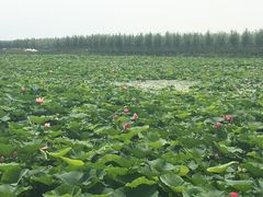 -呼兰河口湿地公园