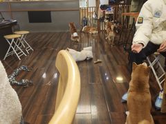 -豆柴町-柴犬主题狗咖(红鼎国际C座店)