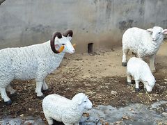 -香木香羊(小汤山店)