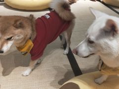-逗柴咖啡屋·狗咖猫咖宠物桌游